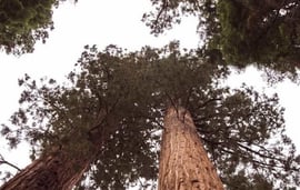 redwood trees